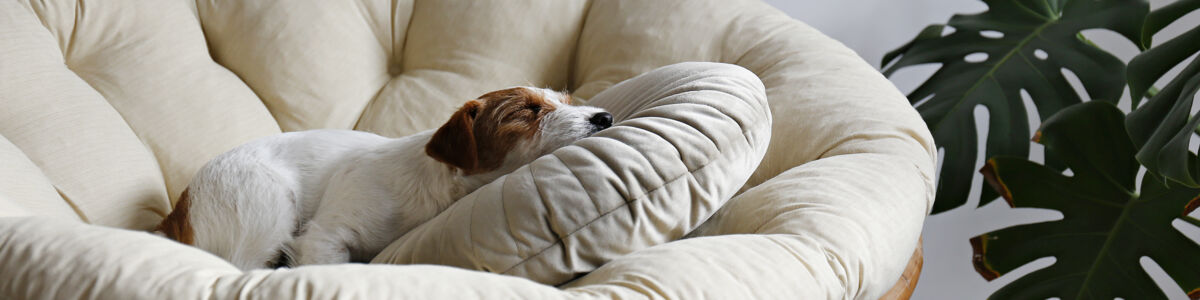 Dog Sleeping on Bed