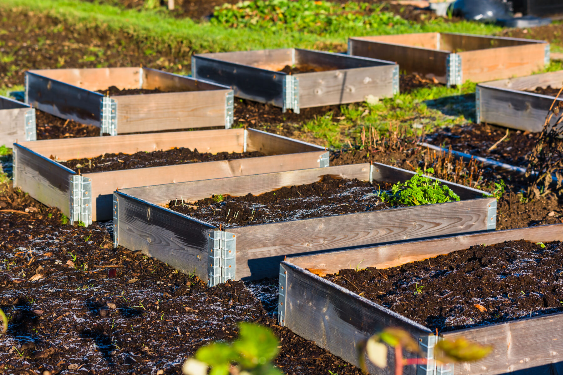 Raised Garden Beds