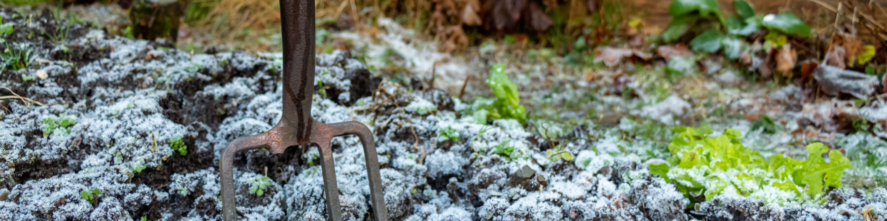 Frosty Garden