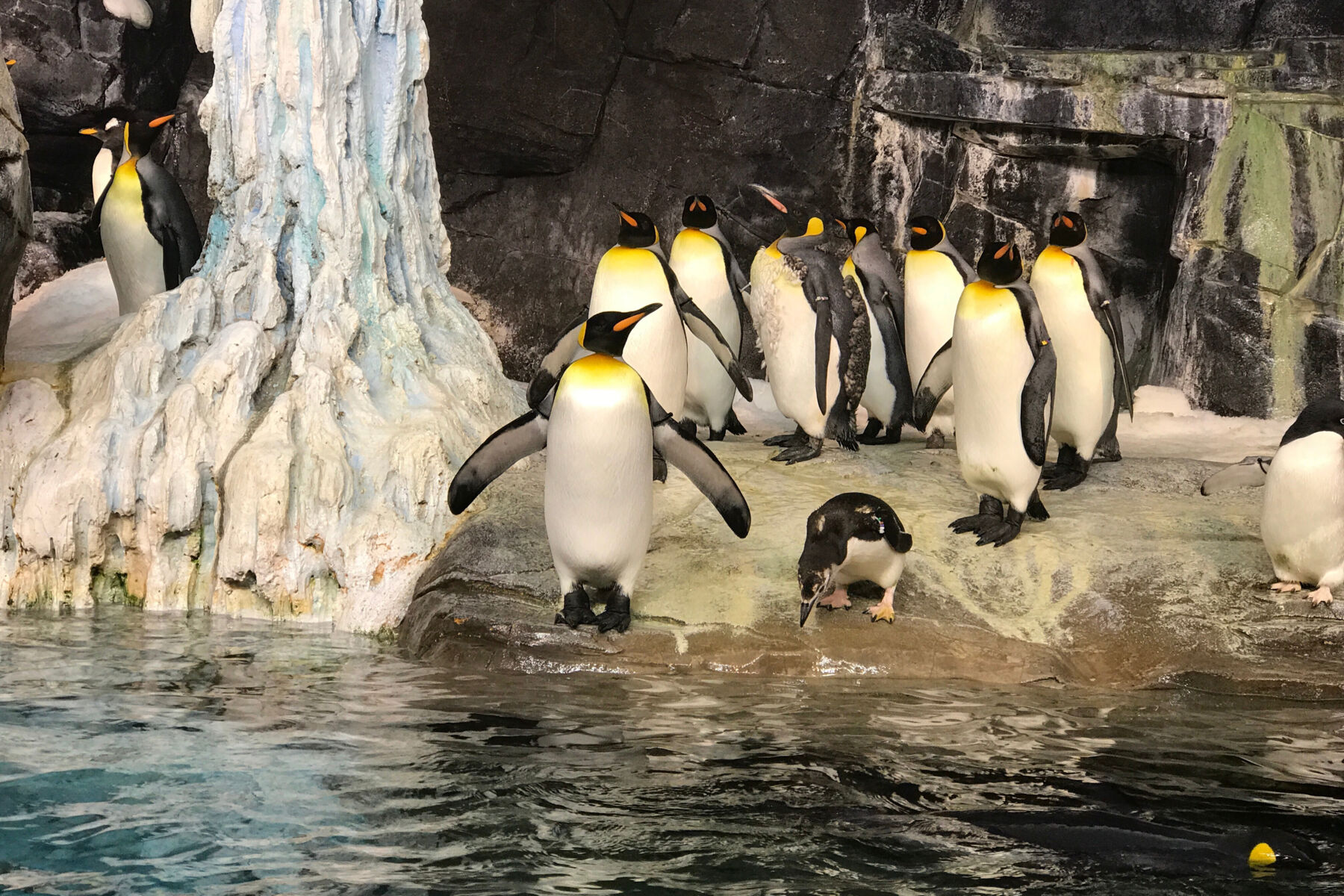 Minnesota Zoo