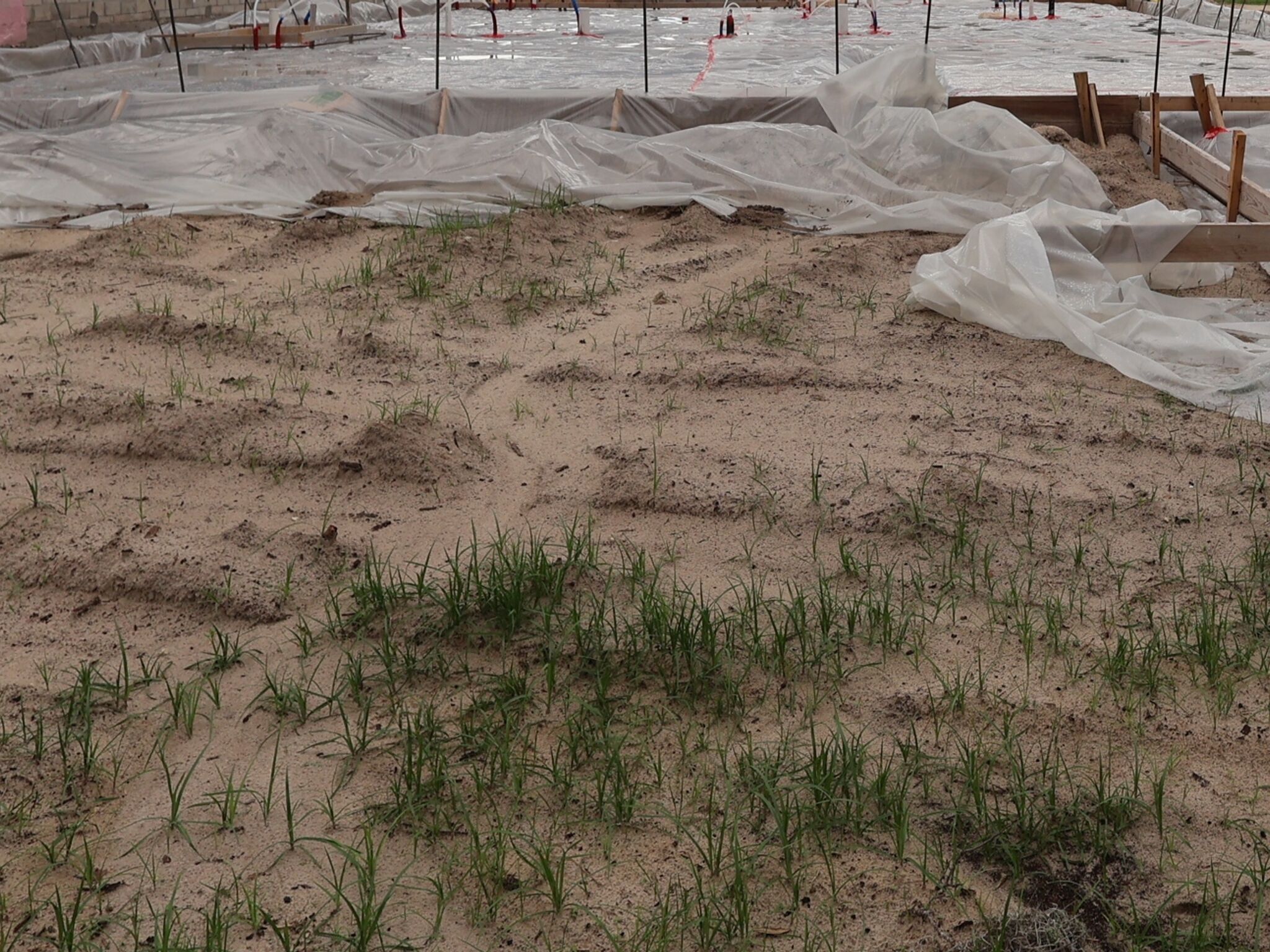 Homesite