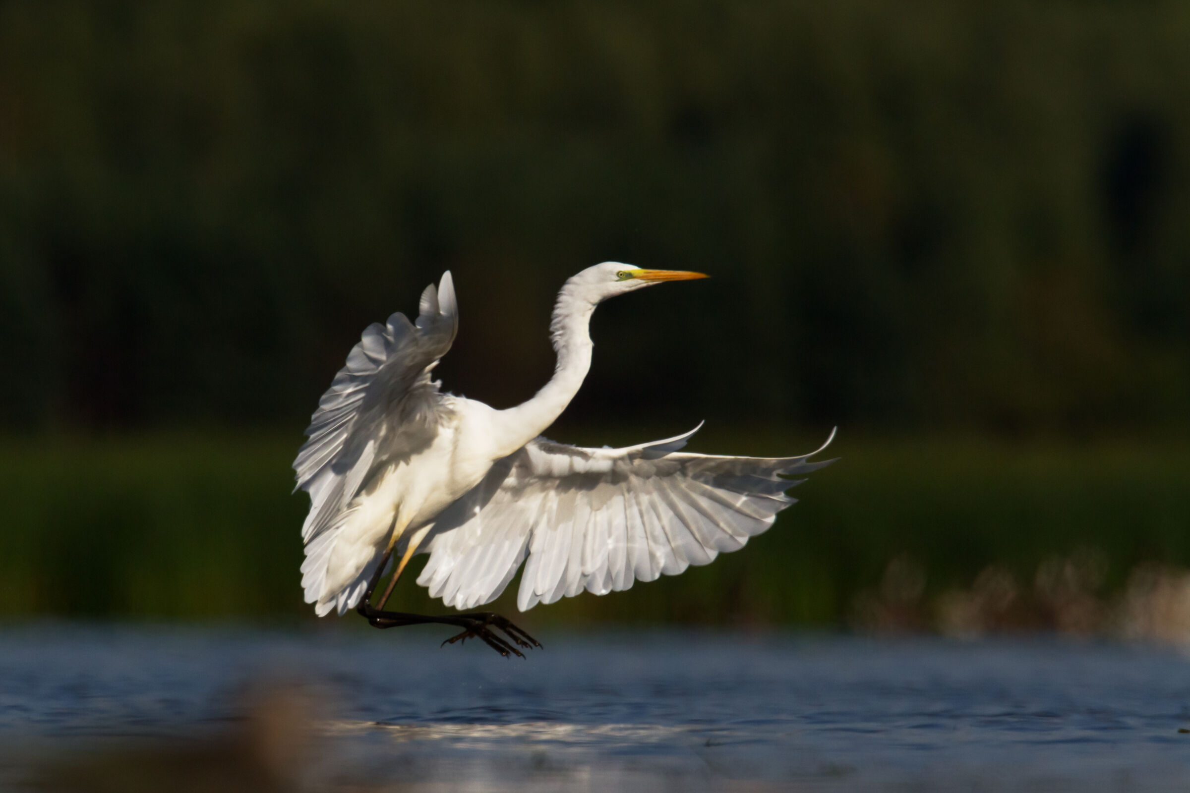 Heron diving into a lake