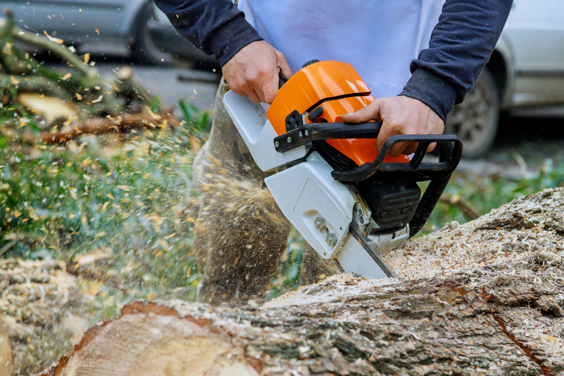Cutting down a tree with a chainsaw 