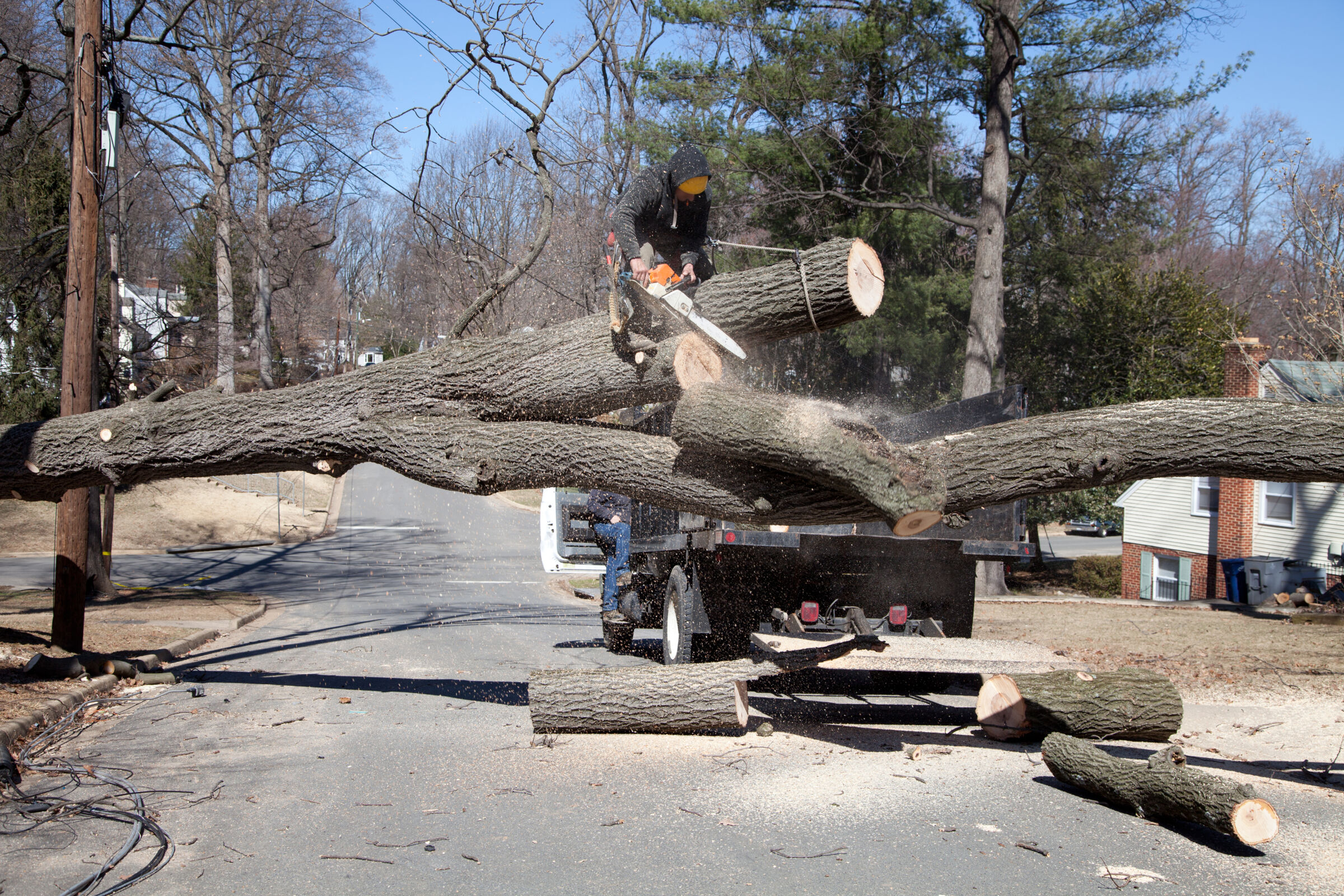 Tree Removal Expert Removing Damaged Tree