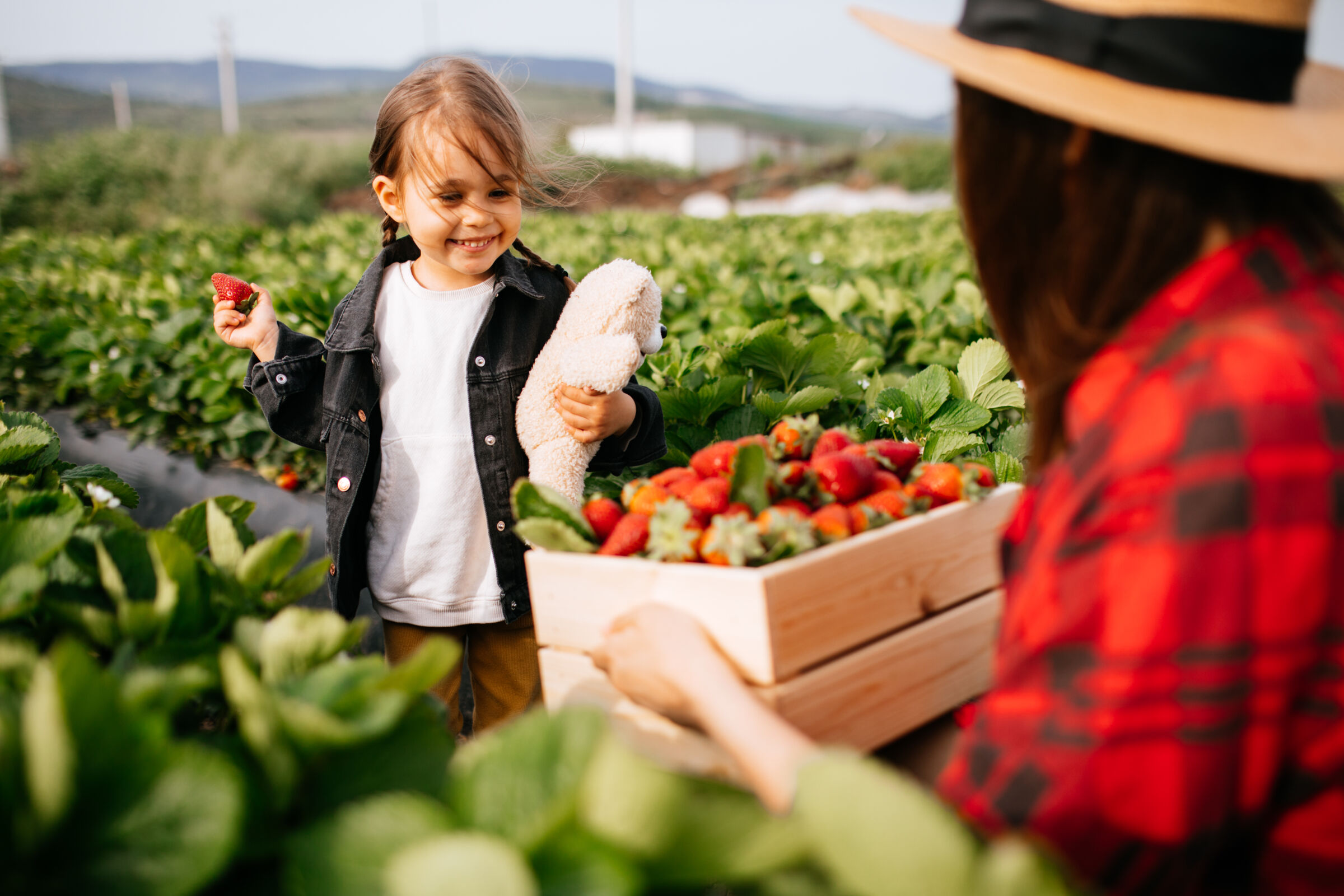 Young girl picking strawberries