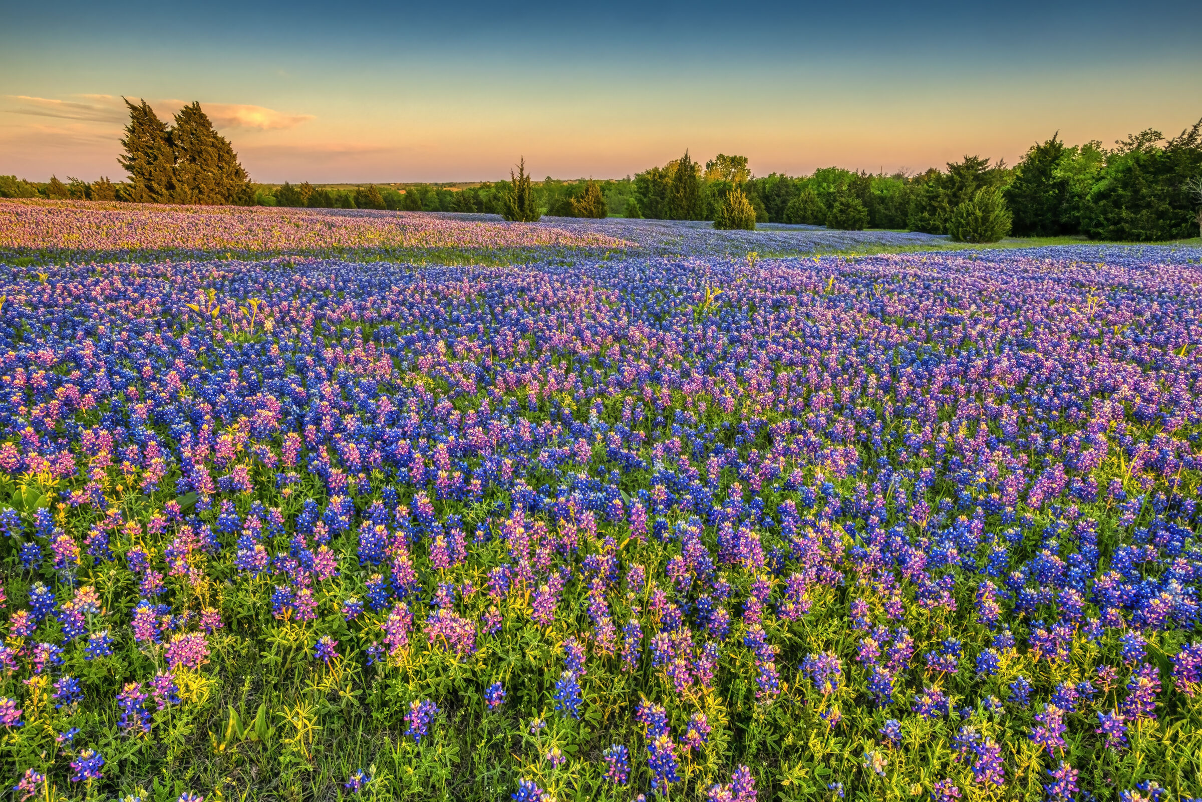 A field of flowers at sunset